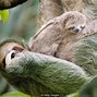 Sloth Artinya Indonesia